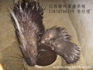 合肥豪猪 宣城豪猪 池州豪猪_农副产品_世界工厂网